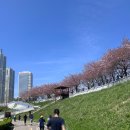 안양천 | 2026 안양천 벚꽃 마라톤 첫 참여 후기