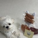 펫쯔스낵 애견수제간식 안산본점 | 건강 간식 🐶 | 펫쯔스낵 치킨져키 &amp; 오리져키 솔직 후기