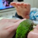 그루밍포유 이미지