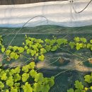 라파 팜 이미지