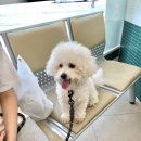 도래동물병원 이미지