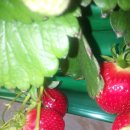 윤정농장 이미지