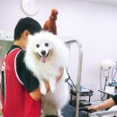 꼬리치랑개 이미지