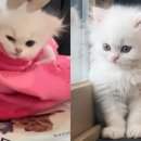 예송동물병원 이미지