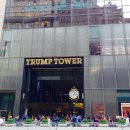 필립스(백합) 이미지