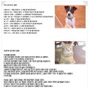 개와고양이 이미지