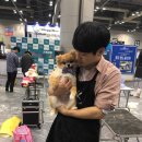 24시애견미용 이미지