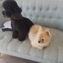 도토리펫샵 이미지