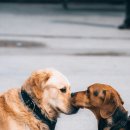 강아지산책 이미지