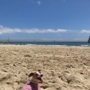 두세네몽 이미지