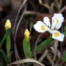 5월 2일의 꽃은 '노랑무늬붓꽃 (Korean iris)' 이미지