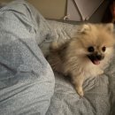 부산강아지분양 드림독 안심분양센터 부산점 이미지