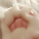 고양이 발바닥 이미지