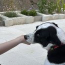 멍멍이 보러올래? 이미지