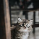 나와고양이 이미지