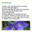 ★ 도라지청의 효능 이미지