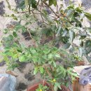 하린농장 이미지