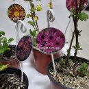 무진세탁소 이미지