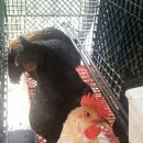 소영농장 이미지