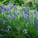 구룡자동차야영장(치악산국립공원) 이미지