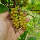 이순석농장 이미지