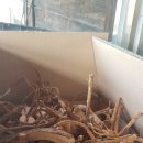 자연애오리 이미지