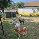 숲속댕토리애견유치원 | 양산 숲속댕토리애견유치원 호텔 후기 비용 가격