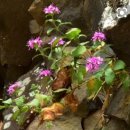 백의리층 탐방안내소 이미지