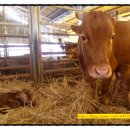 지당목장 이미지