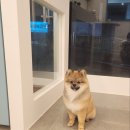 댕댕역 이미지