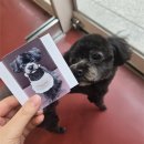 플러프도그 | 청주 주중동 강아지 미용실, 감동이었던 &#39;플러프도그&#39; 후기🐾