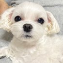 프랑소와펫 신세계대전점 | 대전 신세계백화점 프랑소와펫 말티즈 미용후기