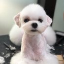 모찌애견샵 이미지