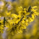 개나리꽃집 이미지