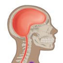 Human Anatomy 인체 해부학 Week 2 Exercise 2.1 - Matching the organs in the corresponding body cavity 이미지