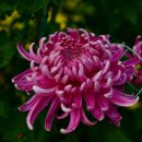 마산가고파축화축제 모양도 다양한 국화가 만발(1) 이미지