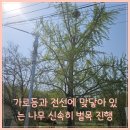 공주 벌목업체 가로등 전선에 닿아 있는 나무제거