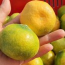 귤하우스 이미지