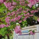 선인중학교 | 서울근교, 인천 조용한 겹벚꽃 명소 인천대 제물포캠퍼스(4/23)