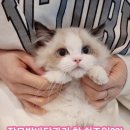 천안고양이 분양 냥블리 이미지