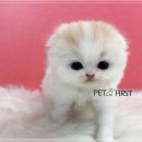 펫퍼스트 24시 강아지분양고양이분양 용인점 이미지