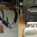 야곱농장 이미지