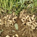 신안축산 이미지