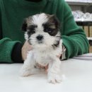 야옹아 멍멍해봐 강아지고양이 충남서산점 이미지