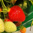 산수리농장 이미지