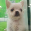 멍뭉이애견샵 이미지