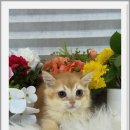 광주 강아지분양 고양이분양 어반펫 광주본점 이미지