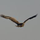 006-문산-006 이미지