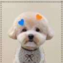 윈썸그루밍 이미지