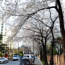 사회적 거리두기속 봄 즐기기 [포토스토리] 이미지